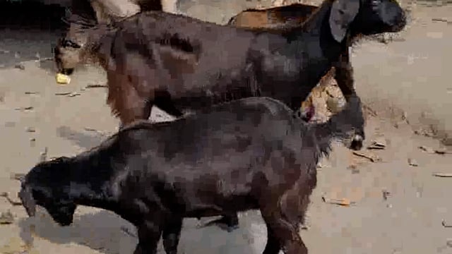 पलिया की सड़कों पर घूमतीं आवारा बकरी दुर्घटनाओं का कारण