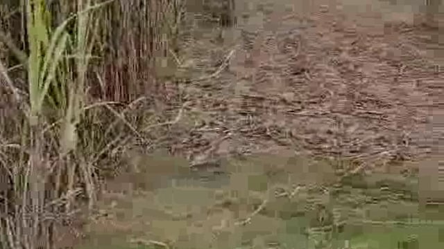 बकाया भुगतान करने में फिसड्डी है पलिया का बजाज चीनी मिल