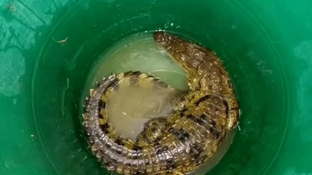 पिनाहट के गांव उमरैठा में पहुंचा मगरमच्छ मचा हड़कंप 