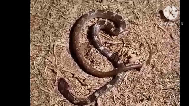 11 वर्षीय बालिका को करैता सांप ने काटा पीएचसी सिरदला में किया गया इलाज