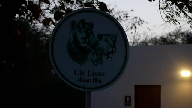 Prime Minister Narendra Modi visits Gir National Park, steps towards conservation of Asiatic lions on World Wildlife Day #politics