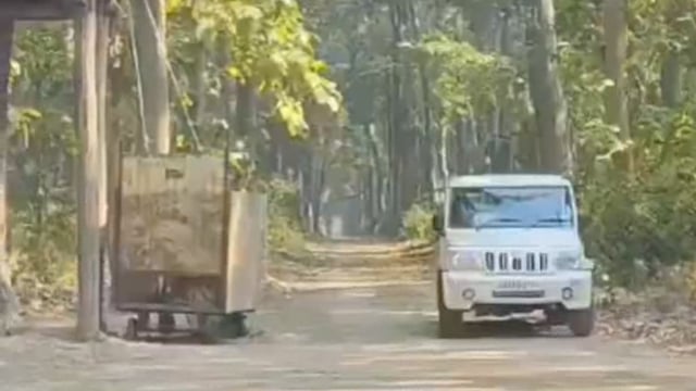 दुधवा में छोड़ा गया लखनऊ से पकड़ा गया बाघ
