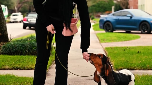 Loose Leash Walking Tips