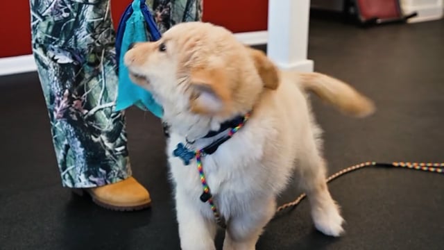 Puppy Training Tips