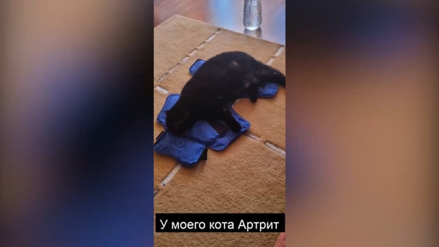 У моего кота Артрит