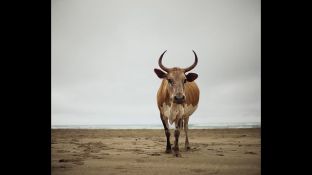 Why The Cattle Wait