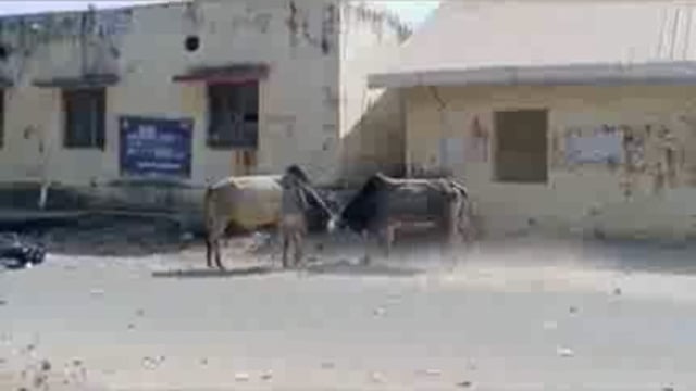 कोंच:दो सांडो के बीच सड़क पर लड़ने से मची अफरा तफरी एक बाइक सवार आया चपेट में