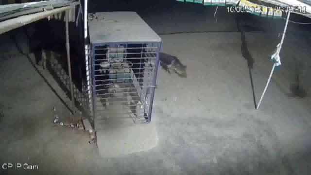 संतकबीरनगर जिले के धनघटा बाजार में भेड़ियों की दहशत का माहौल #crime