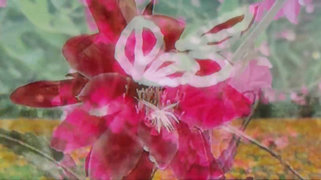 Floração intermitente