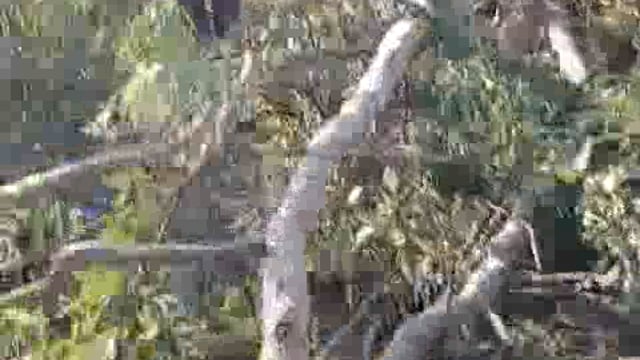 अयोध्या।रुदौली तहसील क्षेत्र बहोरिकपुर गांव में तालाब दर्ज भूमि पर लगे यूकेलिप्टस के पेड़ को दबंगई के बल पर बेच डाला