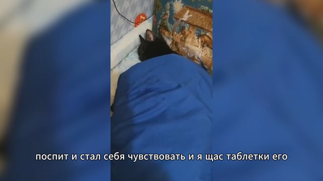 Артрейд помог коту от эпилепсии.