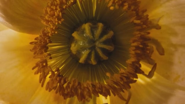 ALOHAS - SPRING FINALE
