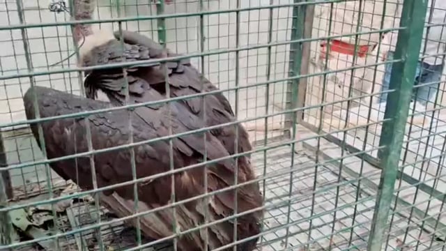 पूर्वी चंपारण जिले के मोतिहारी में एक संदिग्ध गिद्ध पक्षी मिलने से हड़कंप मच गया #breaking