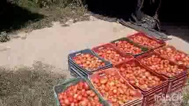 शिक्षक ने शिक्षण कार्य के साथ-साथ गन्ने के साथ सह फसली सब्जी की खेती कर बनाया अनोखा रिकॉर्ड हो रही है प्रशंसा 