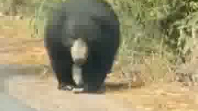 दुधवा पार्क क्षेत्र में चहलकदमी करता भालू