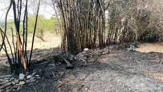 राजा भगीरथ नगर येथे वेळूच्या झाडाला लागली आग,आगीचे कारण अस्पष्ट