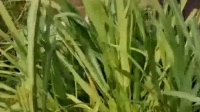 नांदेडच्या आलेगावती ल शिवारात ट्रॅकर विहिरीत कोसळले दहा मजदुर ट्रॉलीत बसले होते त्यापैकी तीन बाहेर आले सात जण आडकले आहेत