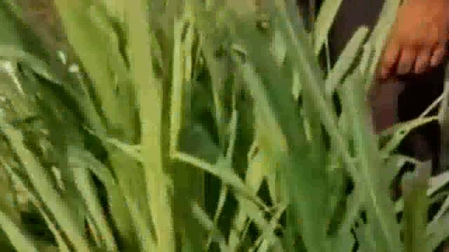 नांदेडच्या आलेगावती ल शिवारात ट्रॅकर विहिरीत कोसळले दहा मजदुर ट्रॉलीत बसले होते त्यापैकी तीन बाहेर आले सात जण आडकले आहेत