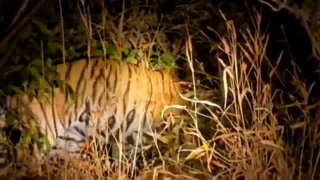 दोडामार्गच्या जंगलात  वाघिणीचे दर्शन 