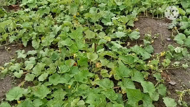 मौसम ने ली करवट, बे मौसम बरसात ने किसानों की बढ़ाई चिंता