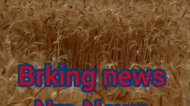 बिन मौसम बरसात की मार झेल रहे किसान सुबह से रिमझिम बारिश की वजह से किसानों के चेहरे हुए मायूस