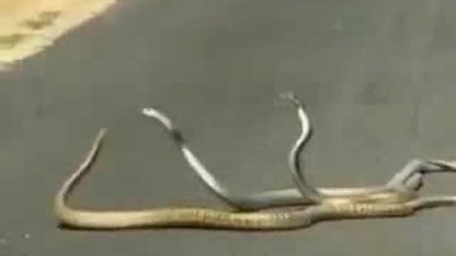 पुणे कैंटोनमेंट में सड़क पर दिखे तीन सांप, वीडियो वायरल#latest_news