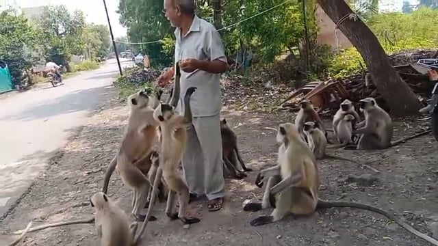 पिंजर येथील पशुप्रेमी मनोहर इंगळे यांचा अनोखा उपक्रम हनुमान जयंती निमित्त वानर सेना यांना बिस्कीट वाटप 