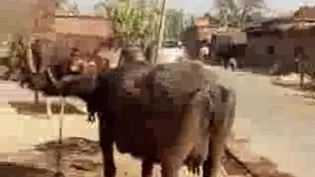 ▶️....श्रावस्ती: सांडों की लड़ाई से गांव में अंधेरा 🐂⚡
➡सांडों की लड़ाई में विद्युत पोल की चपेट में आकर गिरा ट्रांसफार्मर
➡पोल गिरने से लोग बाल-बाल बचे, गांव में बिजली हुई गुल
➡एक हफ्ते से गिलौला क्षेत्र के लखाही खास गांव में बिजली की आपूर्ति ठप
➡सूचना के बावजूद विद्युत विभाग ने नहीं की कोई कार्रवाई