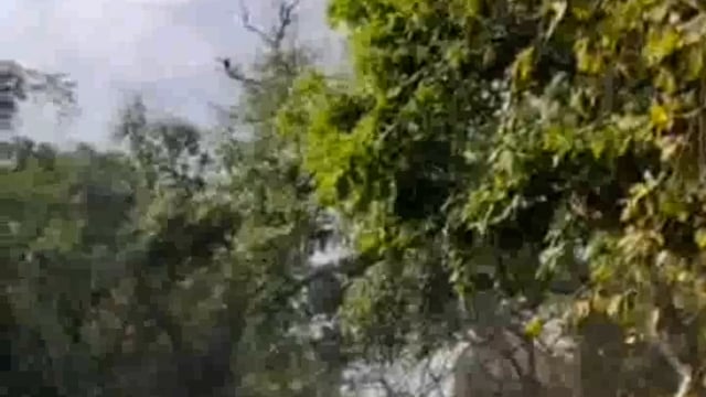 दुधवा टाइगर रिजर्व क्षेत्र में दिखा एक सींग वाला गैंडा