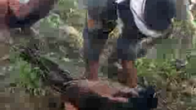 ▶️.....बाराबंकी -नहीं थम रहा राष्ट्रीय पक्षी मोर की मौत का सिलसिला, गांव के बाहर खेत में दो मोर के शव हुए बरामद 
एक सप्ताह पूर्व में भी मोर, कौआ के मिले थे शव, वन विभाग के द्वारा महज FIR की खानापूर्ति की गई
मोर के शव मिलने के बाद ग्रामीणों में काफी आक्रोश, देवा क्षेत्र के मऊजानी पुर गांव के पास का मामला