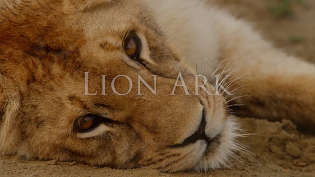 Lion Ark Trailer (2022)