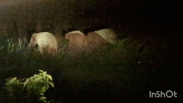 ମୟୁରଭଂଜ ର ମୋରୋଡା ବ୍ଲକ ରେ ପୁଣି ହାତୀ ଉପଦ୍ରବ।