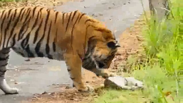 ▶️.....पीलीभीत
अजगर खाने के बाद असहज बाघ,उलटी करता नजर आया
पीलीभीत टाइगर रिजर्व में अजगर खाने से बिगड़ी बाघ की हालत 
उलटी करने के बाद बाघ दिखा बेचैन
वीडियो वायरल होने पर कर्मचारियों ने निगरानी के लिए लगाए कैमरे
PTR के पर्यटन क्षेत्र की पक्की पटरी का है वीडियो