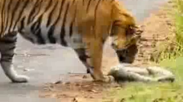 पीलीभीत जिला के टाइगर रिजर्व क्षेत्र के जंगल में घास खाता दिखाई दिया टाइगर