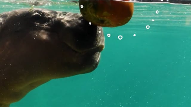 Dubai Safari Park, Tales of Hippo