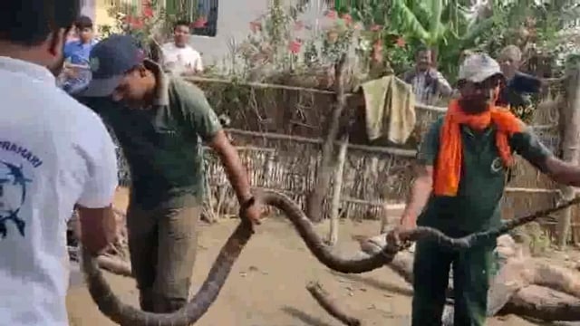 बिहार में एक व्यक्ति के घर से 12 फीट लंबा किंग कोबरा सांप निकला, वन विभाग के द्वारा सांप का  किया गया रेस्क्यू