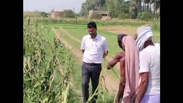 आंधी बारिश एवं ओलावृष्टि से नष्ट हुए रबी फसलों का अनुमंडल कृषि पदाधिकारी के द्वारा किया गया जांच।