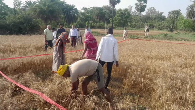 जिला पदाधिकारी ने वैज्ञानिक पद्धति से गेहूं फसल कटाई का किये निरीक्षण