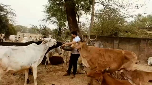 सुरीर काजी हाउस गौशाला में जिलाधिकारी की अपील पर हसनपुर के समाज सेवी ने भूसा दान किया अन्य से की अपील