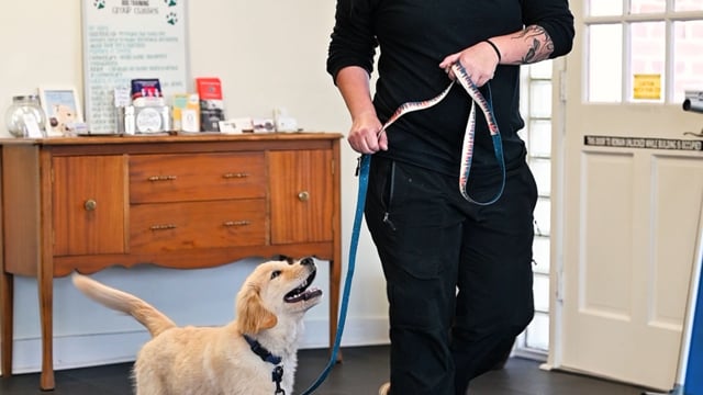 Puppy Handling