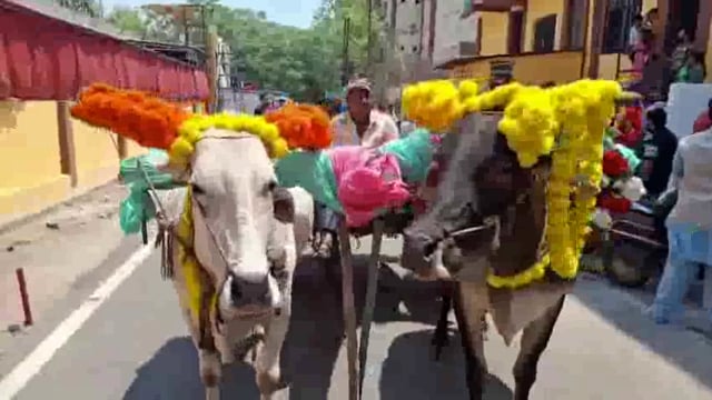 झांसी: उत्तर प्रदेश के झांसी जिले के चिरगांव क्षेत्र स्थित गांव जरियाई में एक अनोखी शादी का दृश्य देखने को मिला। यहां इंजीनियर दूल्हा अपनी दुल्हन को बैलगाड़ी से विदा कराने पहुंचा। दूल्हा और दुल्हन बैलगाड़ी पर सवार होकर अपने नए जीवन की शुरुआत के लिए निकले।#शादी