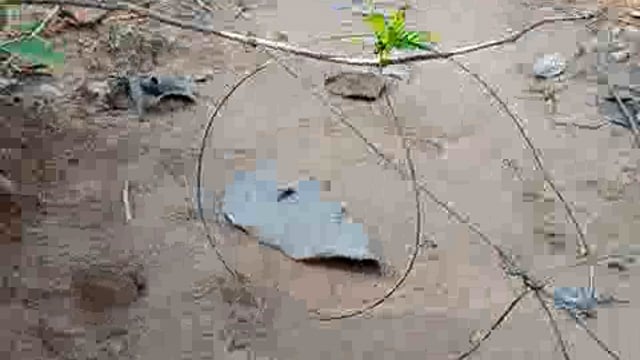 ଯୋରନ୍ଦା ନାନୀକIବାଟ ରେ ବାରହା ପାଇଁ ଫାସ ଜାଣି ପାରୁନାହାନ୍ତି ବନବିଭାଗ 