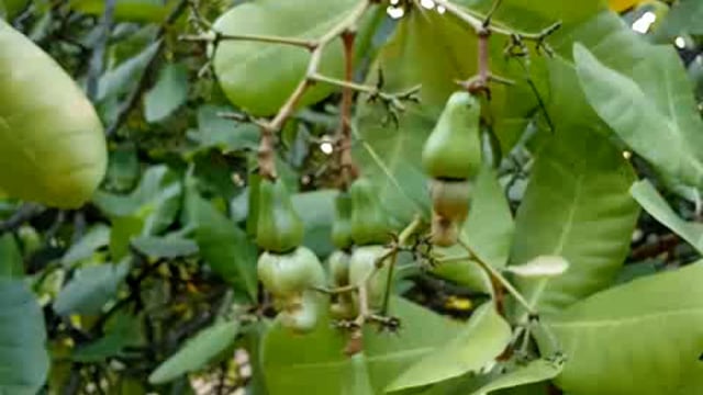 ଢେଙ୍କାନାଳ ଯୋରନ୍ଦା ନୁର୍ତନ କାଜୁ ର ରେଟ ୨ ସହ ପାର 