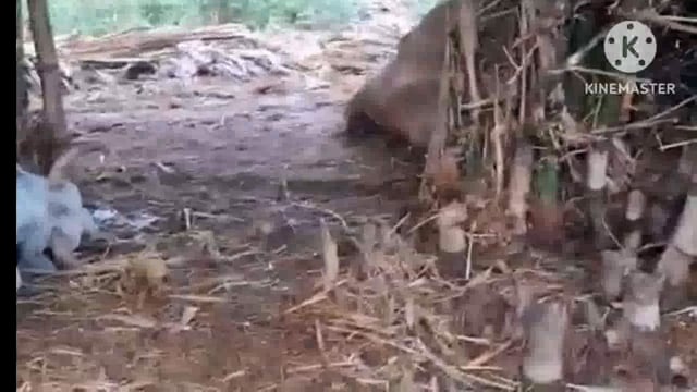 आकाशीय बिजली की चपेट में आने से पांच पशुओं को हुई मौत, मुआवजा का किया गया मांग