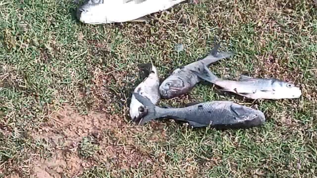 अचानक काफी संख्या में बांध की मर रही मछलियां लाखों का हो रहा नुकसान, मतस्यपालक का फोन नहीं उठा रहे पदा०