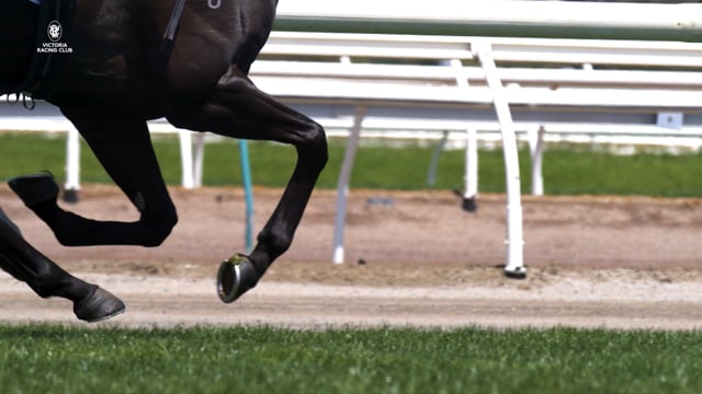 The art of picking a Melbourne Cup Runner