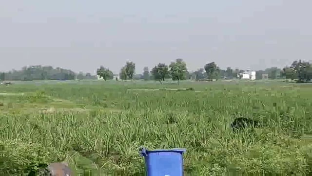 अचानक रिहायशी इलाके में पहुंचा भालू