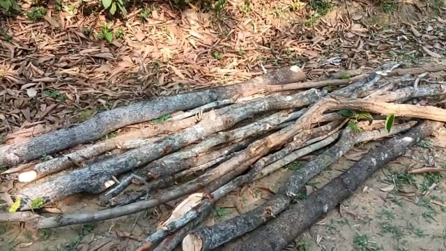 प्रखंड क्षेत्र के जंगलों से हरे पेड़ों की कटाई से वन क्षेत्र का अस्तित्व खतरे में,वन विभाग उदासीन 