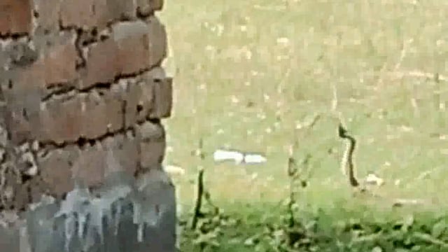  रोमांचक नजारा डांस करता दिखा सांपों का जोड़ा