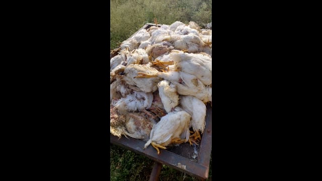 हंगरगा येथे वादळी वाऱ्यासह जोरदार पाऊस ६०० कोंबड्या मृत्यूमुखी